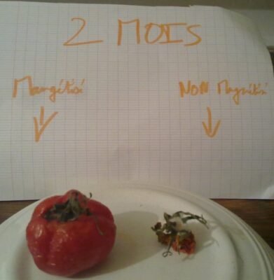 tomate-magnetise
